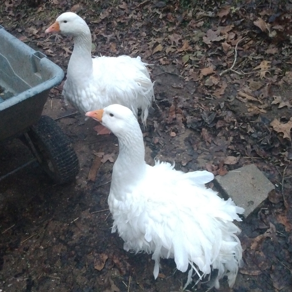 Meet your Posher, Heather - Picture 6 of 7